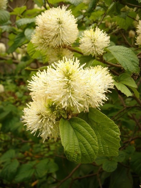 Fothergilla major